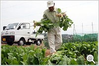 グレイス農園・減農薬野菜の収穫：写真サムネール