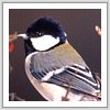 シジュウカラ写真サムネイル：野鳥フォトギャラリー