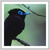サンコウチョウ写真サムネイル：野鳥フォトギャラリー
