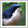 コルリ写真サムネイル：野鳥フォトギャラリー
