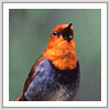 コマドリ写真サムネイル：野鳥フォトギャラリー