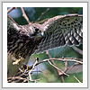 チョウゲンボウの雛、巣立ち写真サムネイル：野鳥フォトギャラリー