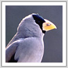 イカル写真サムネイル：野鳥フォトギャラリー