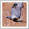 ケアシノリス写真サムネイル：野鳥フォトギャラリー