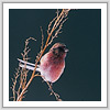 ベニマシコ写真サムネイル：野鳥フォトギャラリー