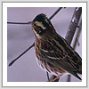 カシラダカ写真サムネイル：野鳥フォトギャラリー