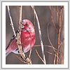 オオマシコ写真サムネイル：野鳥フォトギャラリー