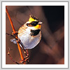 ミヤマホオジロ写真サムネイル：野鳥フォトギャラリー