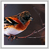 アトリ写真サムネイル：野鳥フォトギャラリー