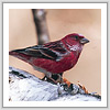 オオマシコ写真サムネイル：野鳥フォトギャラリー