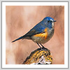ルリビダキ写真サムネイル：野鳥フォトギャラリー
